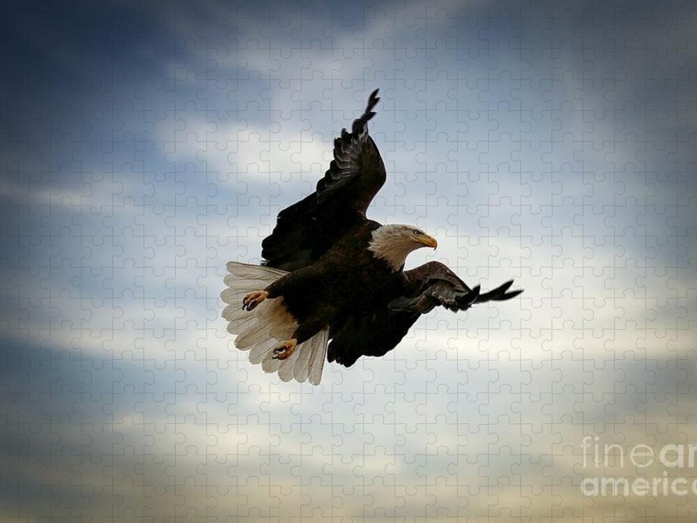 Eagles Jigsaw Puzzle featuring the photograph In Flight by Veronica Batterson