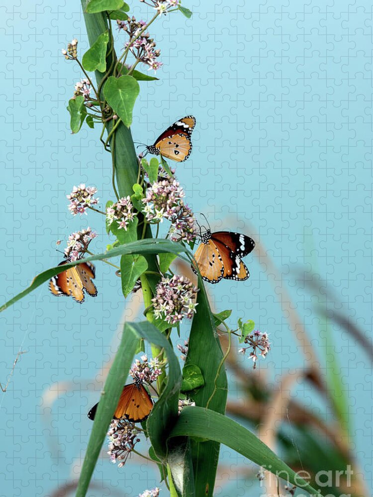 Danaus Chrysippus Jigsaw Puzzle featuring the photograph In search of the sweet by Arik Baltinester