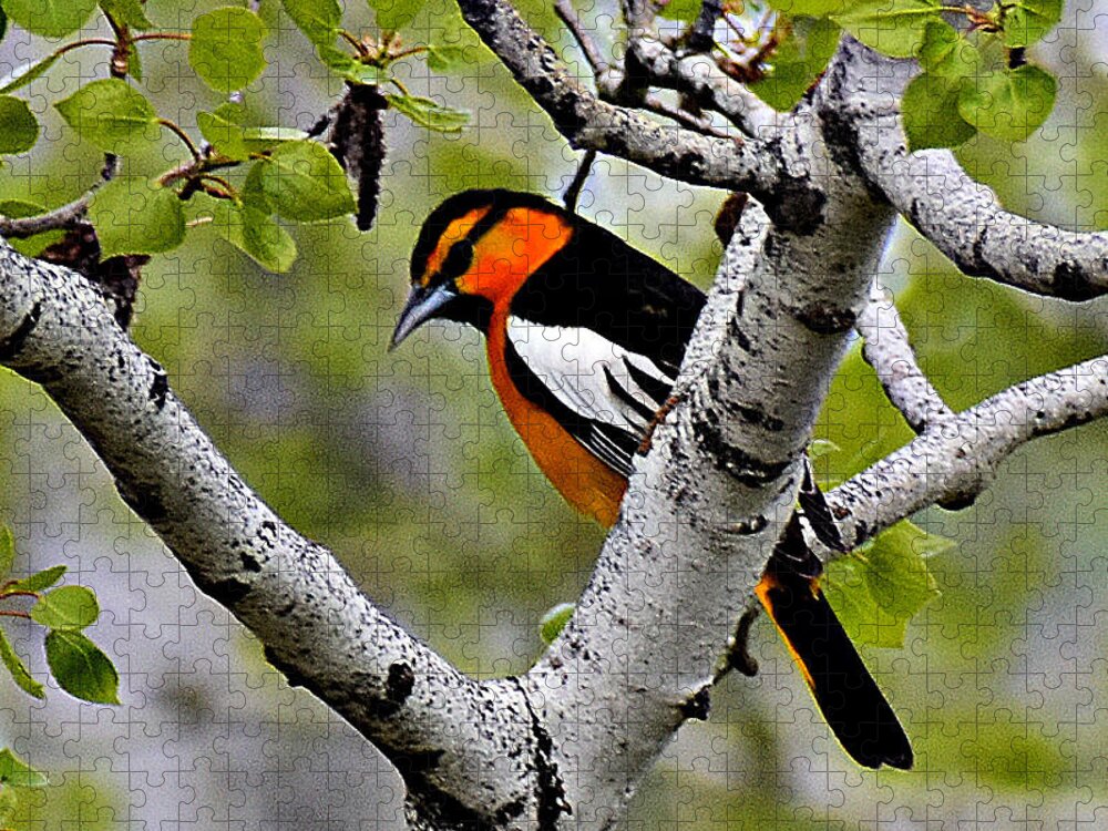 Bullock's Oriole Jigsaw Puzzle featuring the photograph In the Aspen #2 by Dorrene BrownButterfield