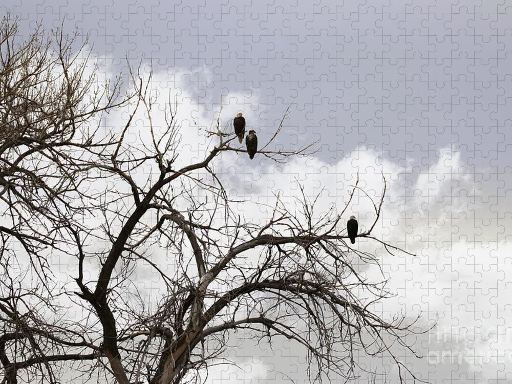 Eagles Jigsaw Puzzle featuring the photograph In the Clouds by Veronica Batterson