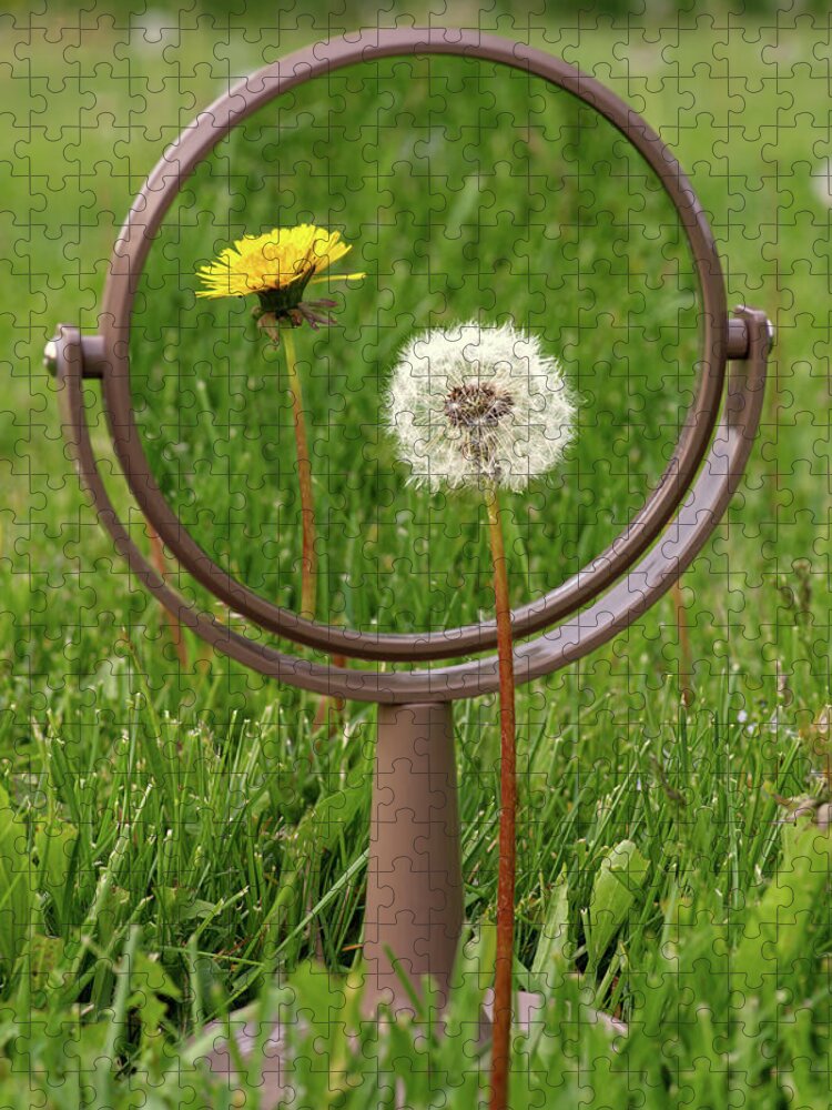 Dandelion Jigsaw Puzzle featuring the photograph In the Eye of the Beholder - Dandelion seed puff with flower reflected in mirror by Peter Herman