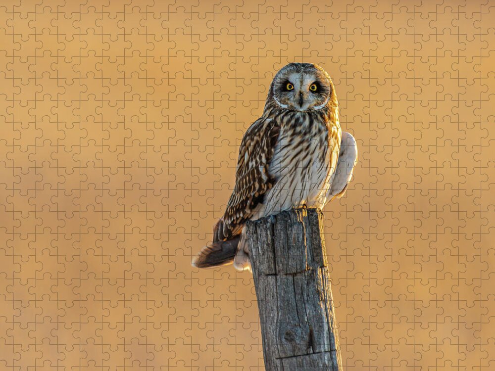 Short-eared Owl Jigsaw Puzzle featuring the photograph In The Glow by Yeates Photography