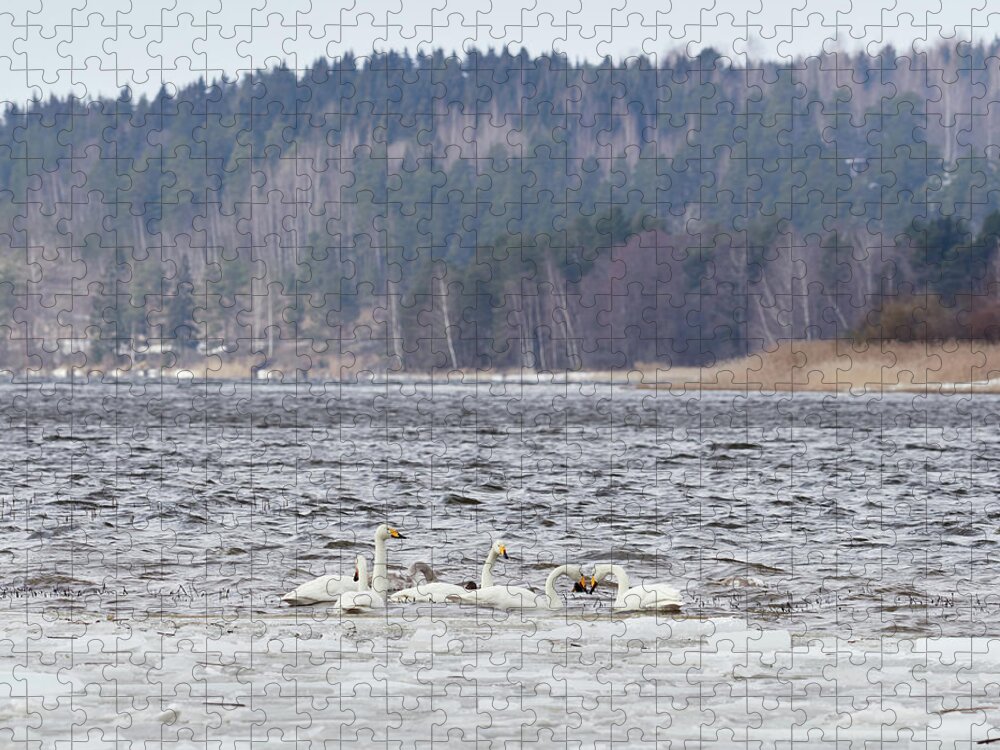 Cygnus Cygnus Jigsaw Puzzle featuring the photograph In the strong winds. Whooper swan by Jouko Lehto