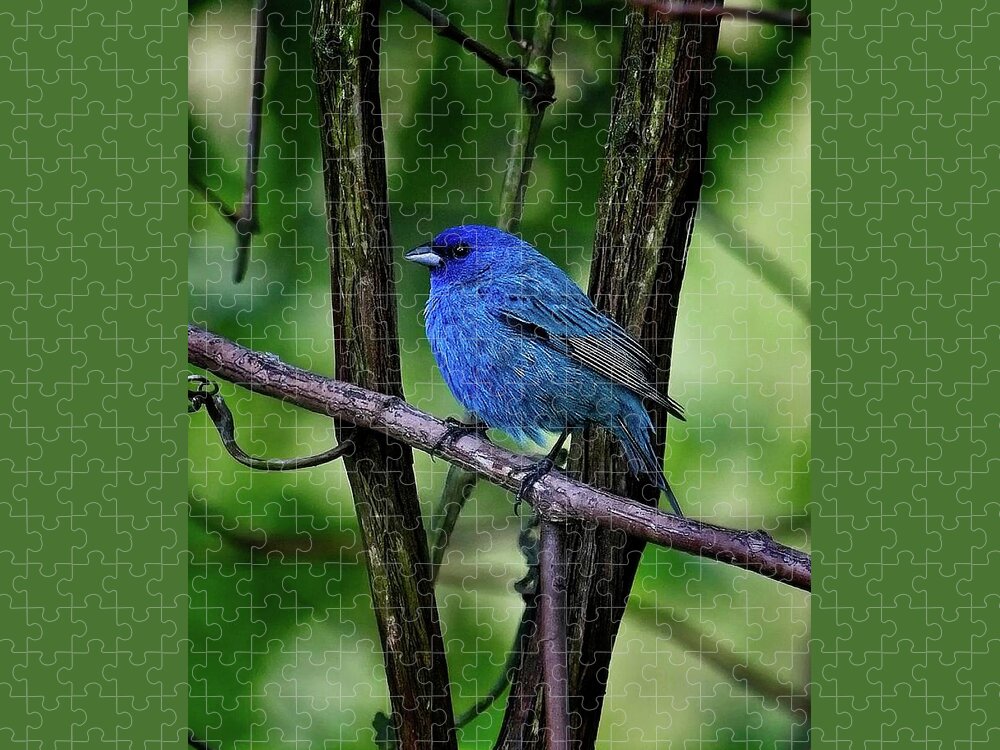 Songbird Jigsaw Puzzle featuring the photograph Indigo Bunting by Ronald Lutz