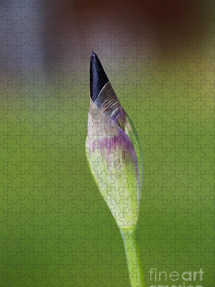 Iridaceae Jigsaw Puzzle featuring the photograph Iris Bud Purple To Black by Joy Watson