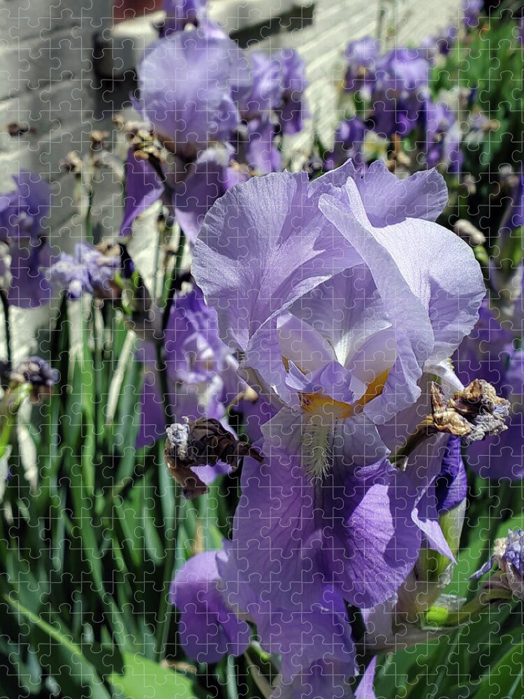 Iris Jigsaw Puzzle featuring the photograph Iris in the side yard by Lois Tomaszewski