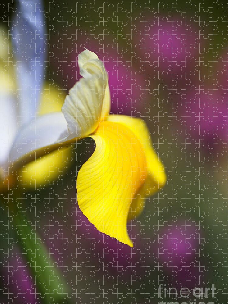 Iridaceae Jigsaw Puzzle featuring the photograph Iris Side Face by Joy Watson