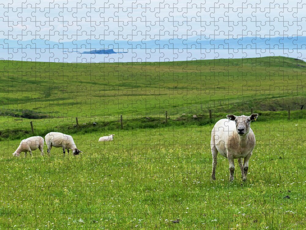 Sheep Jigsaw Puzzle featuring the photograph Irish Sheep by Holly Ross
