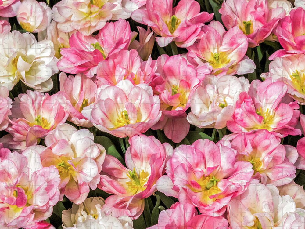 Tulips Jigsaw Puzzle featuring the photograph Irresistible Peach Blossom Tulips by Elvira Peretsman