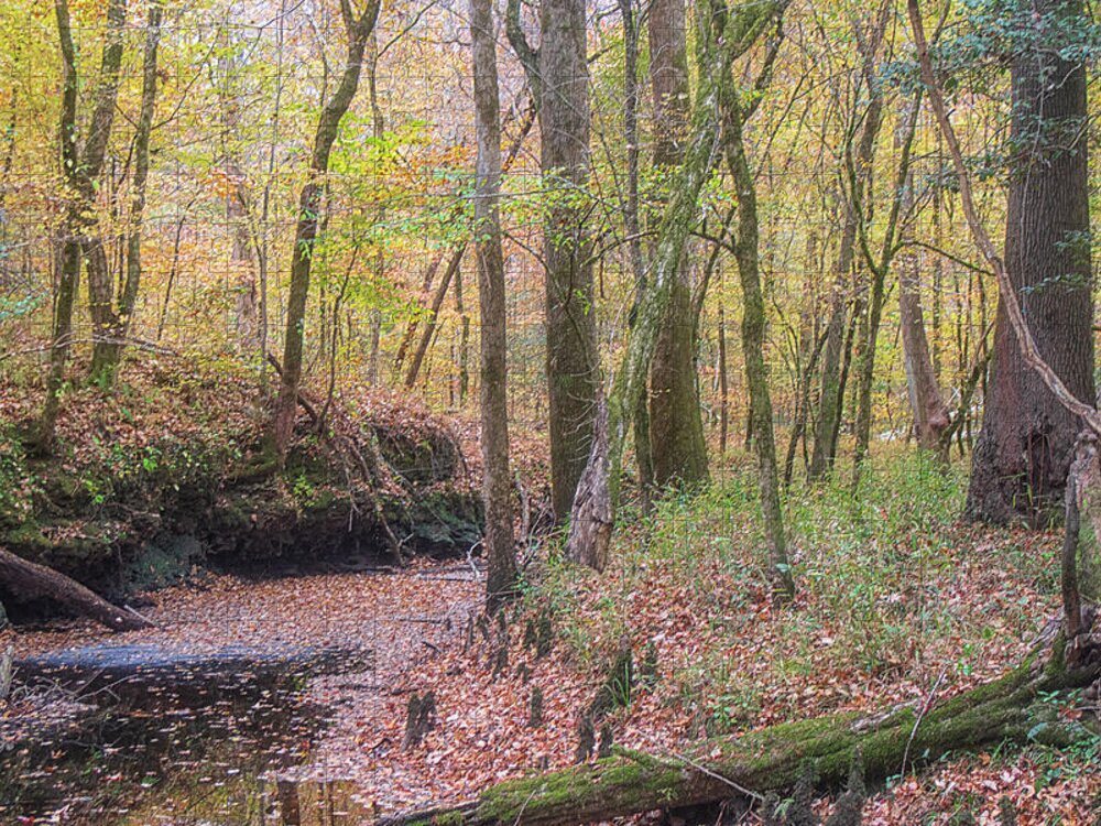 Island Creek Jigsaw Puzzle featuring the photograph Island Creek Trail - November 2021 by Bob Decker