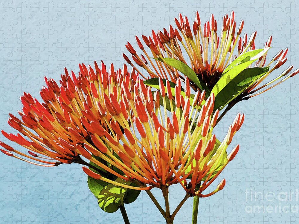 Still Life Jigsaw Puzzle featuring the mixed media Ixora Blooming in Watercolor by Sharon Williams Eng