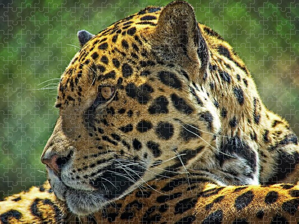 Mammal Jigsaw Puzzle featuring the photograph Jaguar Profile by David Desautel