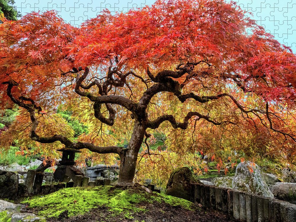 Highline Botanical Garden Jigsaw Puzzle featuring the photograph Japanese Maple by Larey McDaniel