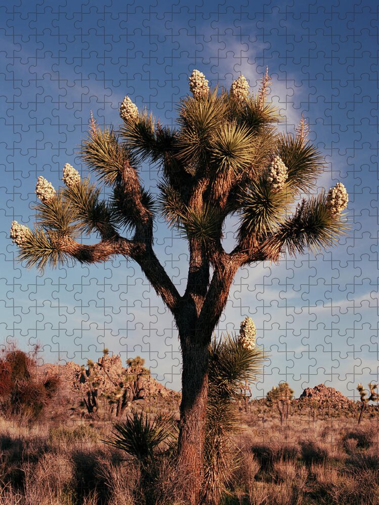 Tom Daniel Jigsaw Puzzle featuring the photograph Joshua Candlesticks by Tom Daniel