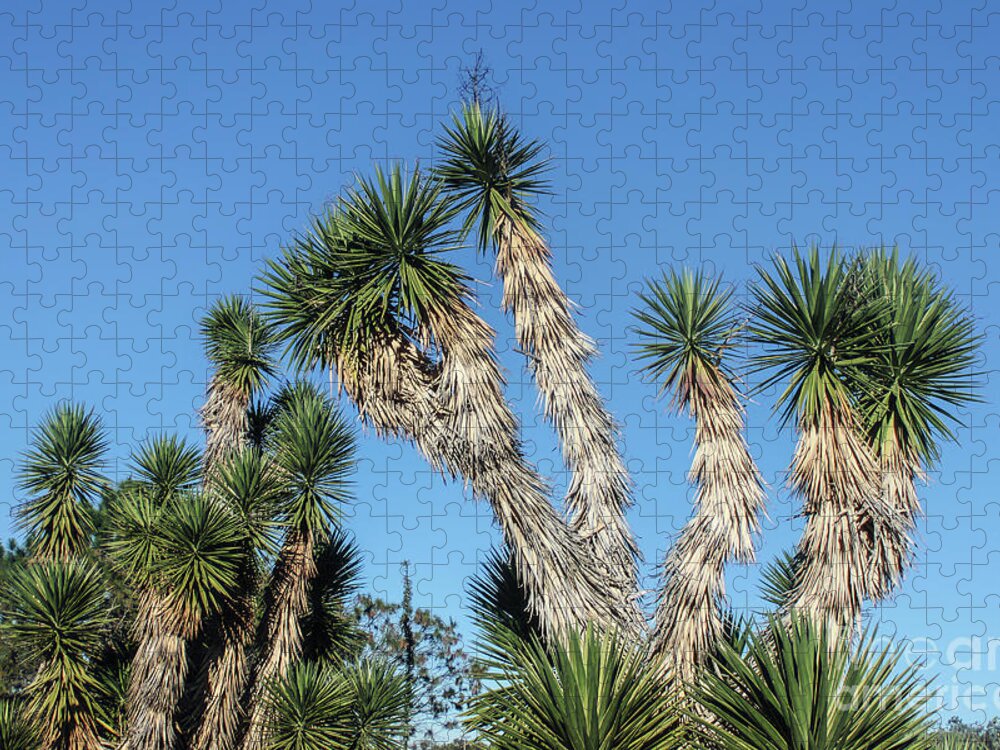 American Jigsaw Puzzle featuring the photograph Joshua Trees against the Sky by Susan Vineyard