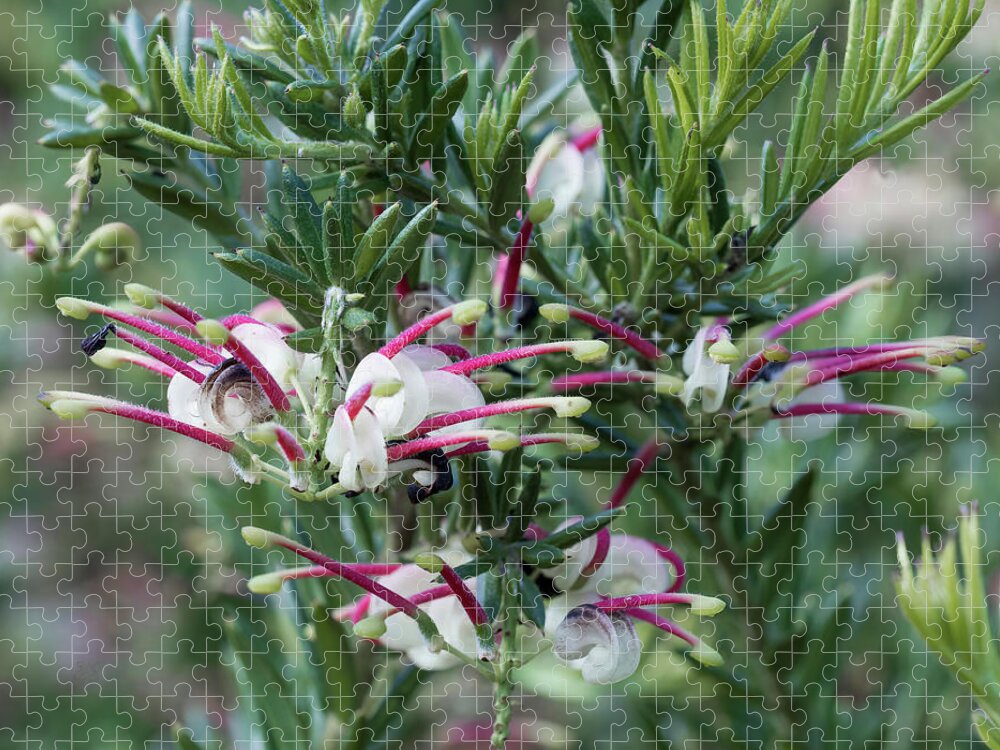 Jubilee Grevillea Jigsaw Puzzle featuring the photograph Jubilee Grevillea by Elaine Teague