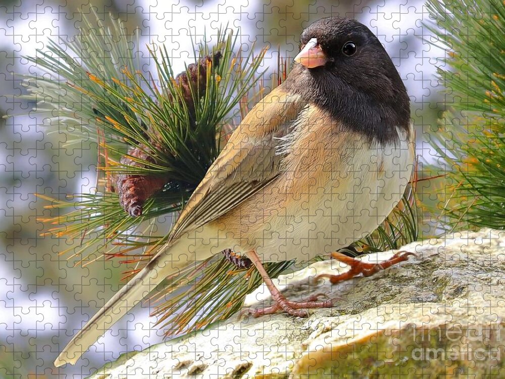 Junco Jigsaw Puzzle featuring the photograph Junco And Pine by Kimberly Furey