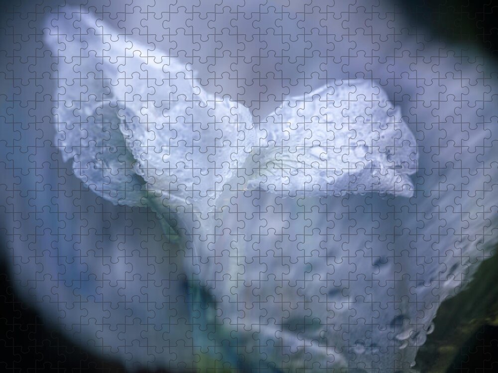 Iris Jigsaw Puzzle featuring the photograph Just When I Thought I Would Never Think of You by Cynthia Dickinson