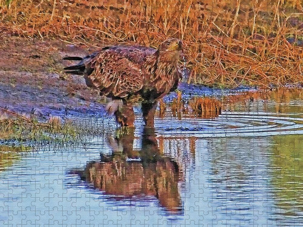 Bald Eagle Jigsaw Puzzle featuring the photograph Juvenile Bald Eagle by HH Photography of Florida
