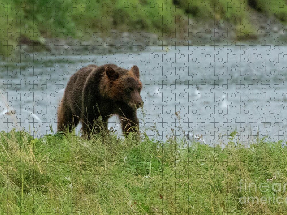 Alaska Jigsaw Puzzle featuring the photograph Juvenile Brown Bear on the Bank of Pack Creek, Alaska by Nancy Gleason