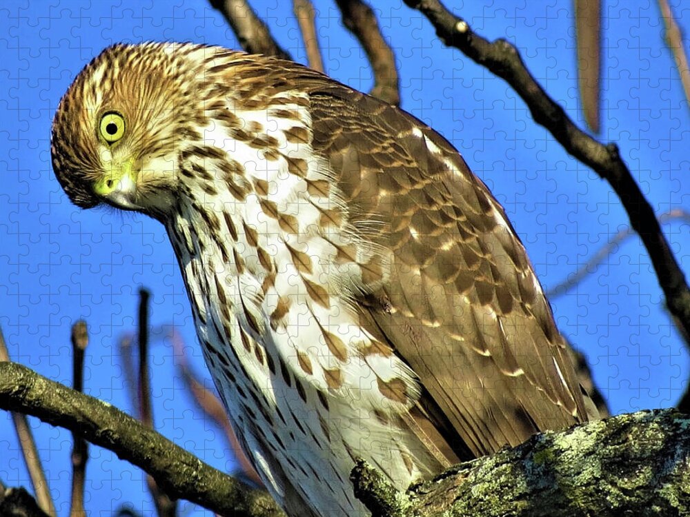 Hawks Jigsaw Puzzle featuring the photograph Juvenile Coopers Hawk Are you talkin' to me? by Linda Stern