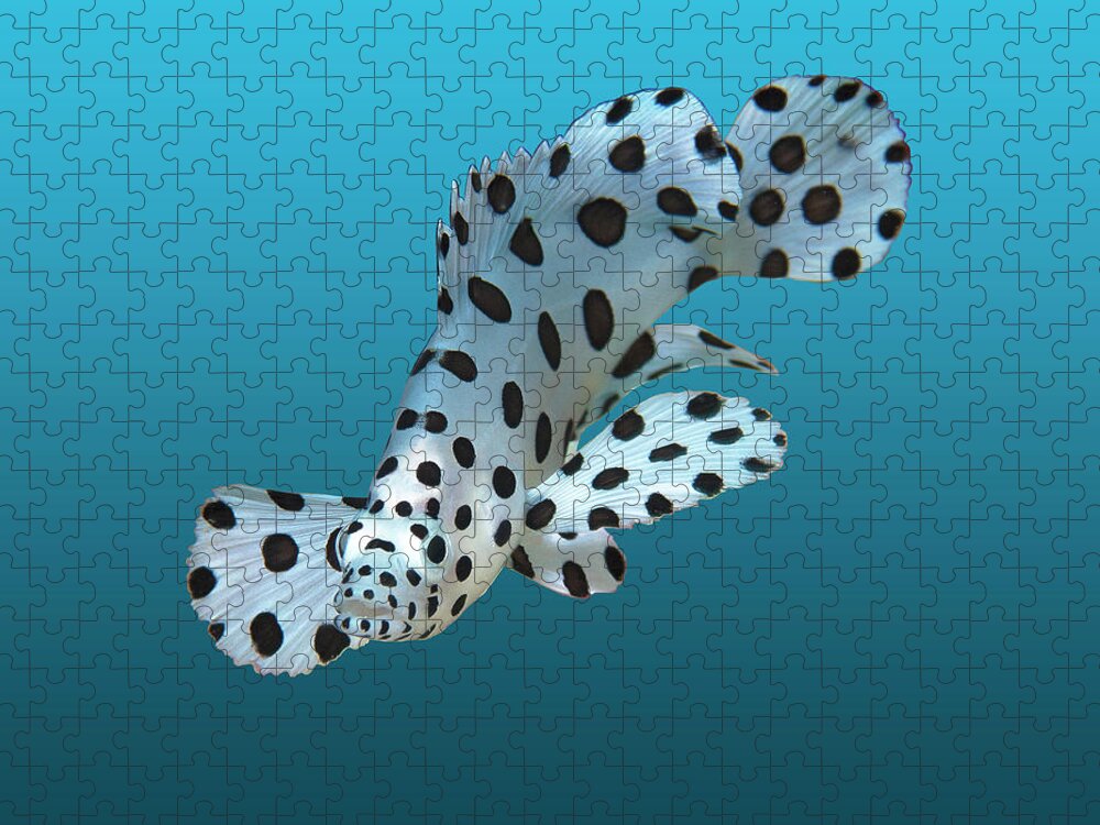 Juvenile Fish Jigsaw Puzzle featuring the mixed media Juvenile fish - Small Grouper on gradient blue background - by Ute Niemann