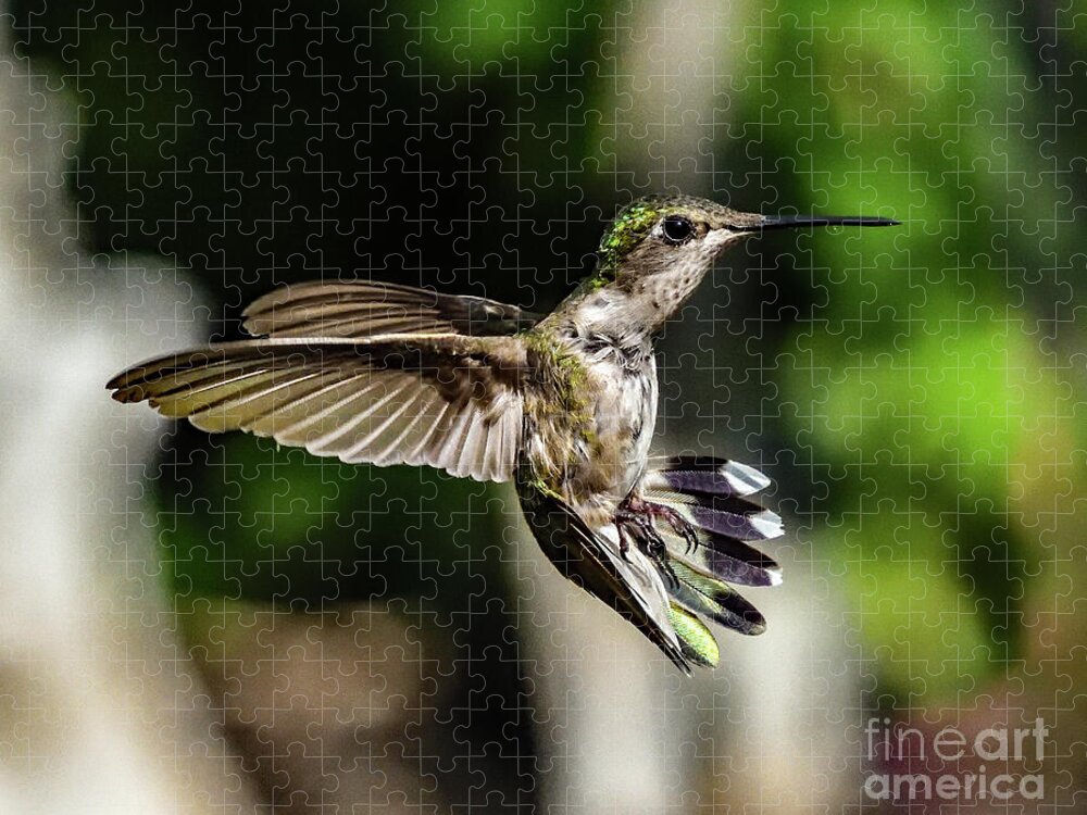 NEW & SEALED HUMMINGBIRDS & BUTTERFLIES  500 Piece Jigsaw Puzzle 