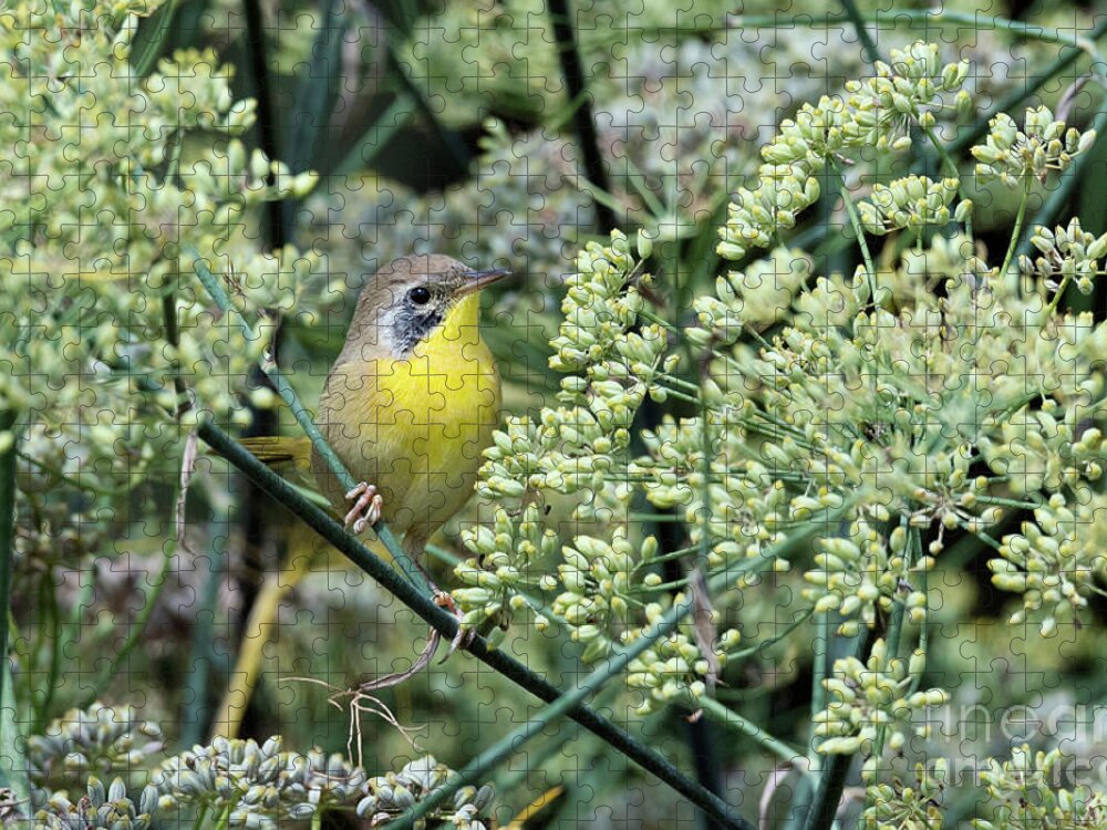 Kmaphoto Jigsaw Puzzle featuring the photograph Juvenile Yellowthroat by Kristine Anderson