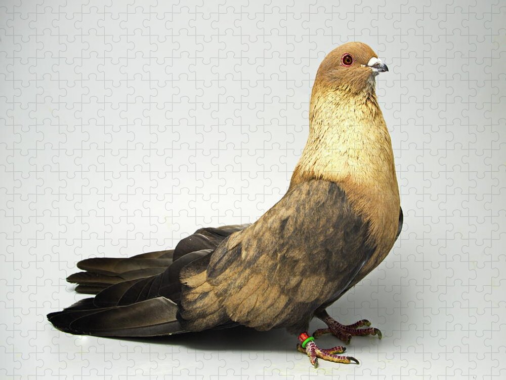 Pigeon Jigsaw Puzzle featuring the photograph Kazghndy Egyptian Swift by Nathan Abbott
