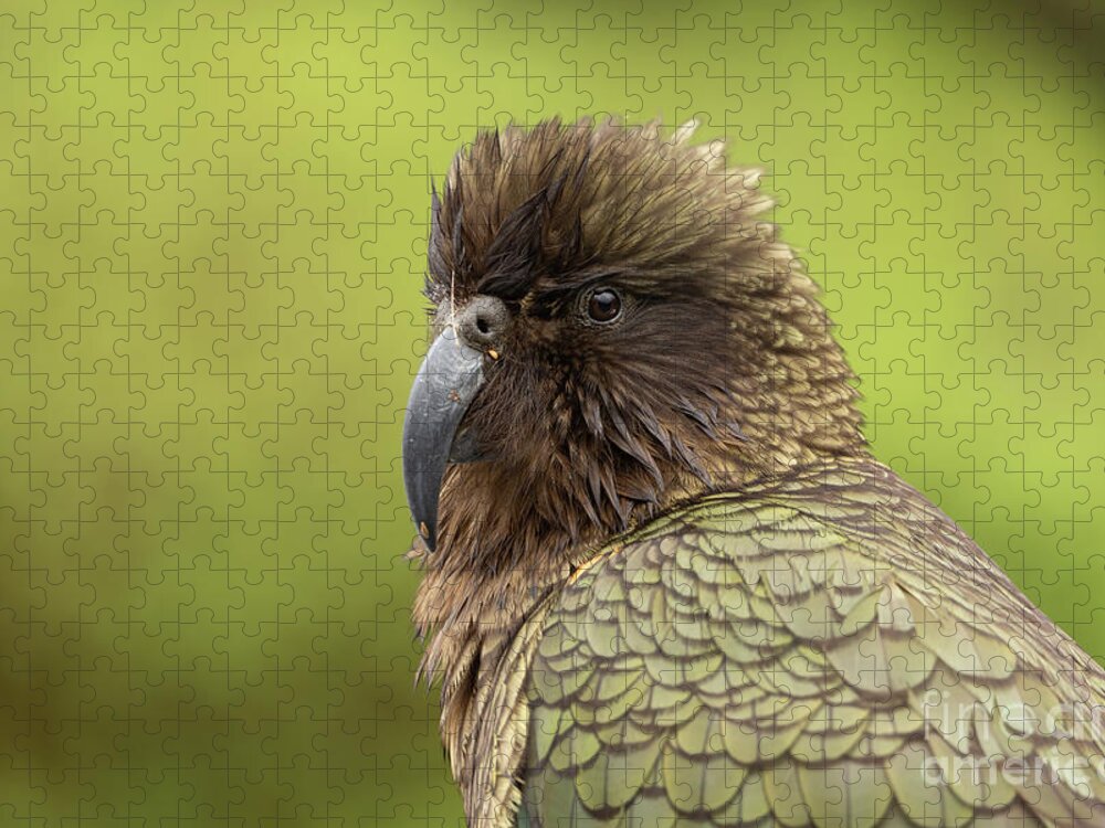 Kea Jigsaw Puzzle featuring the photograph Kea,a native bird of NZ at Milford Sound by Eva Lechner