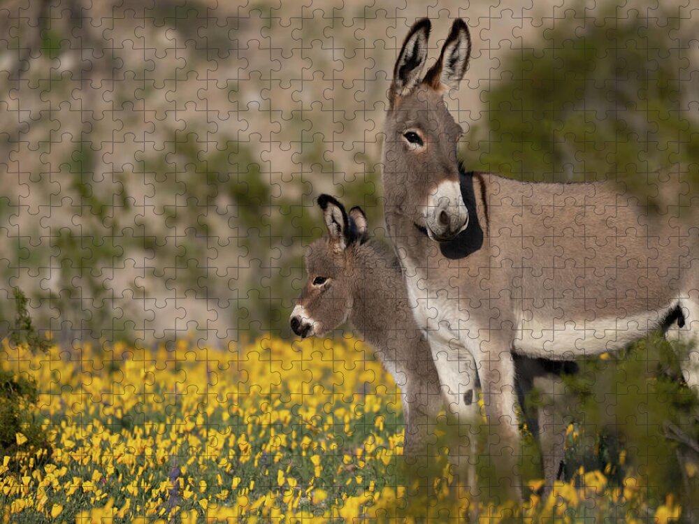 Wild Burros Jigsaw Puzzle featuring the photograph Keeping an Eye Out by Mary Hone