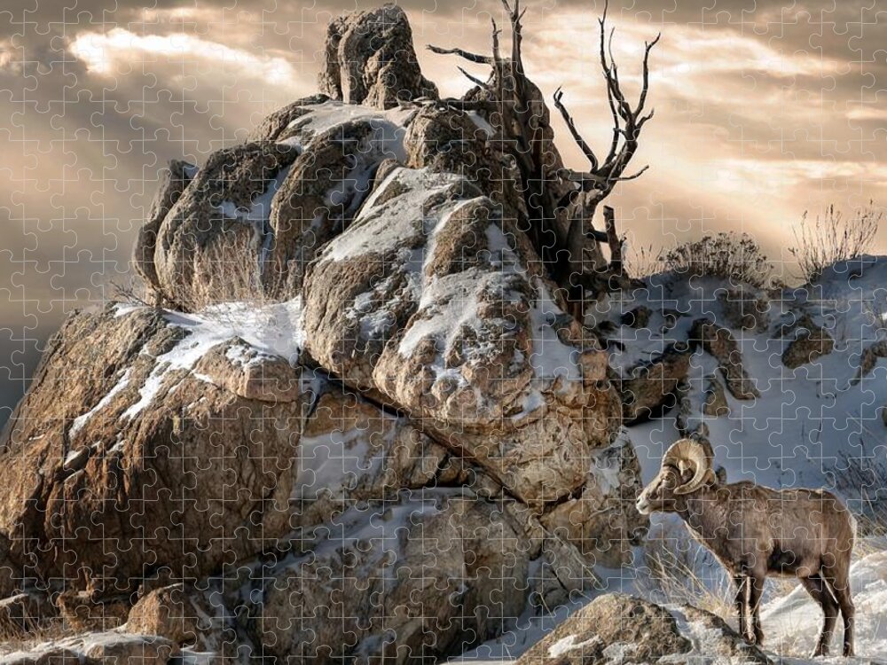 Big Horn Jigsaw Puzzle featuring the photograph King of the Mountain by Laura Terriere