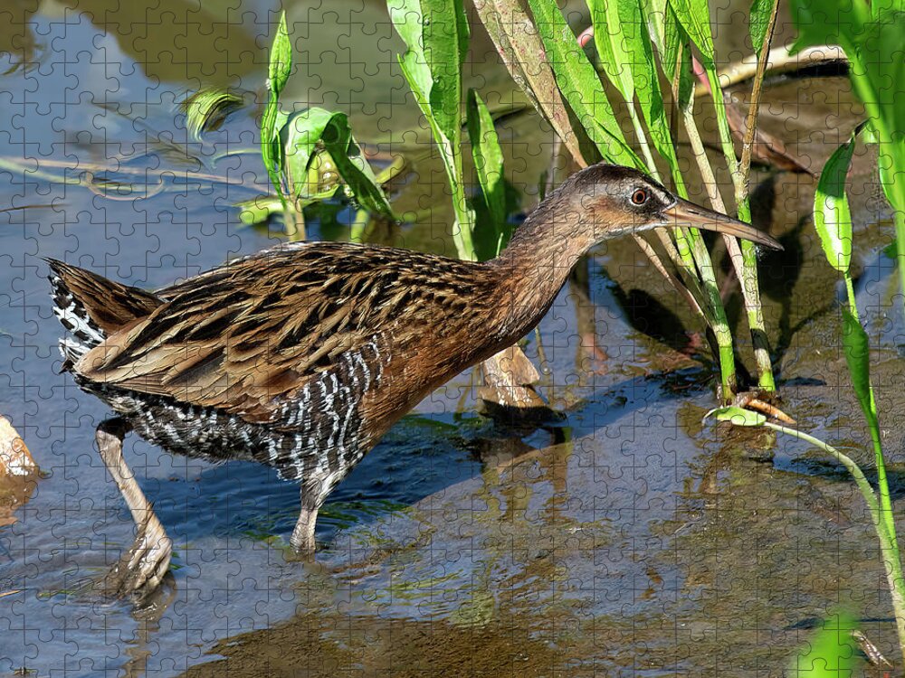 Nature Jigsaw Puzzle featuring the photograph King Rail DMSB0238 by Gerry Gantt