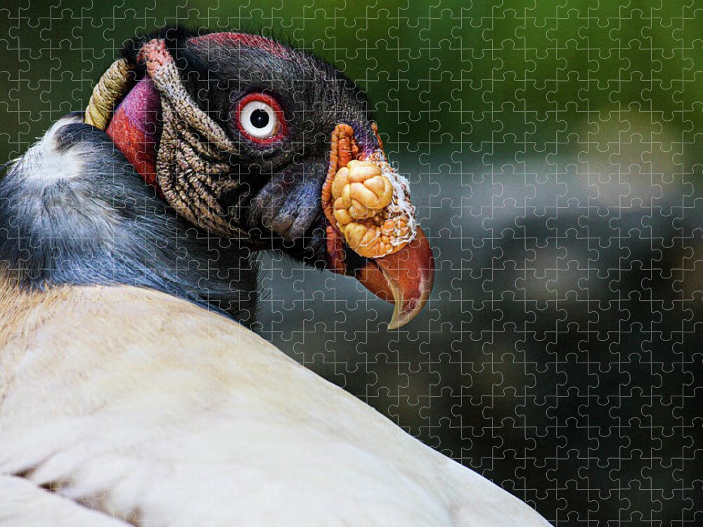 King Vulture Jigsaw Puzzle featuring the photograph King Vulture by Animal Photography
