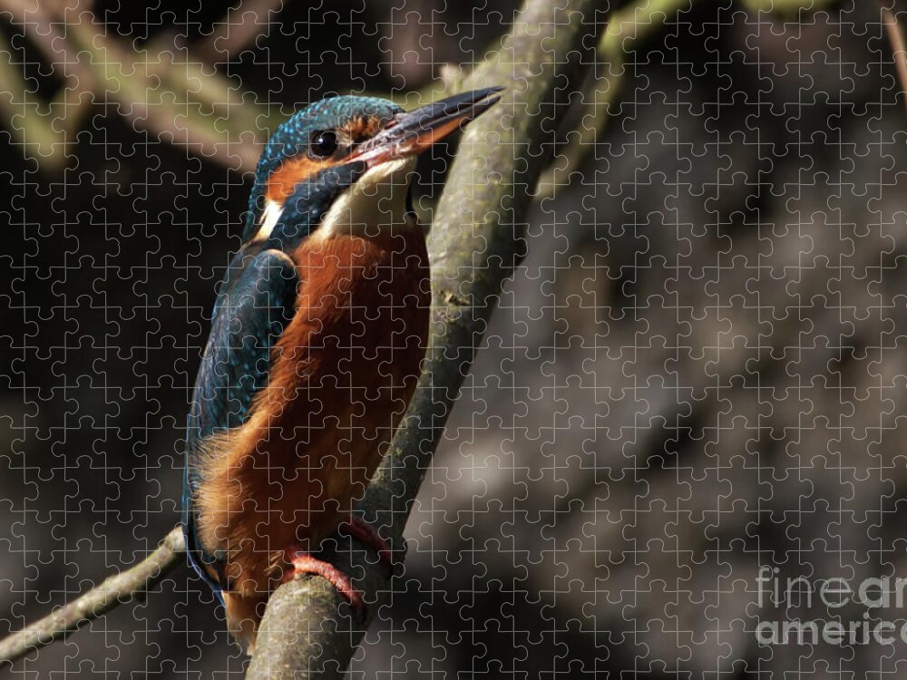 Nature Jigsaw Puzzle featuring the photograph Kingfisher gaze by Baggieoldboy