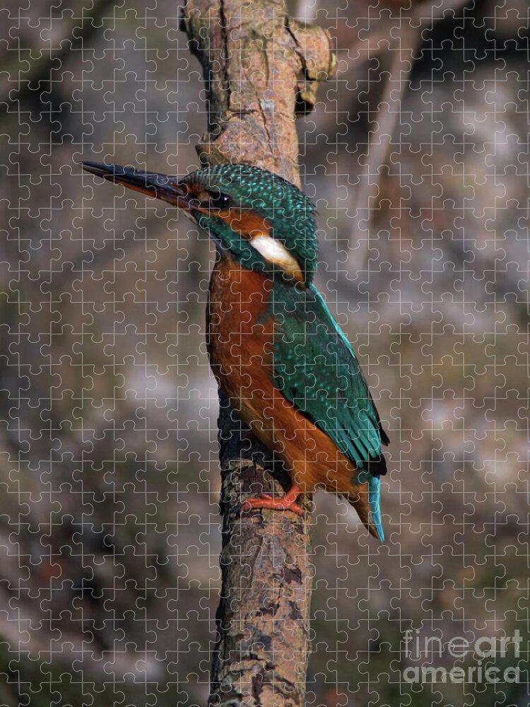 Nature Jigsaw Puzzle featuring the photograph Kingfisher perched by Baggieoldboy
