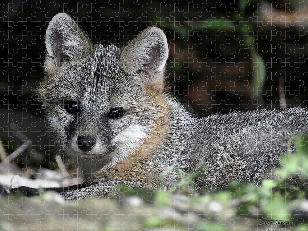 Kit Fox Jigsaw Puzzle featuring the photograph Kit Fox1 by Torie Tiffany