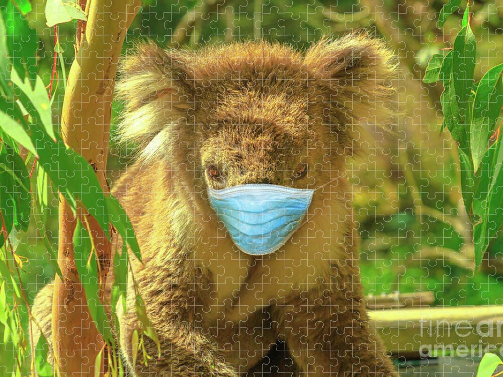 Covid 19 Australia Jigsaw Puzzle featuring the photograph Koala With Surgical Mask by Benny Marty