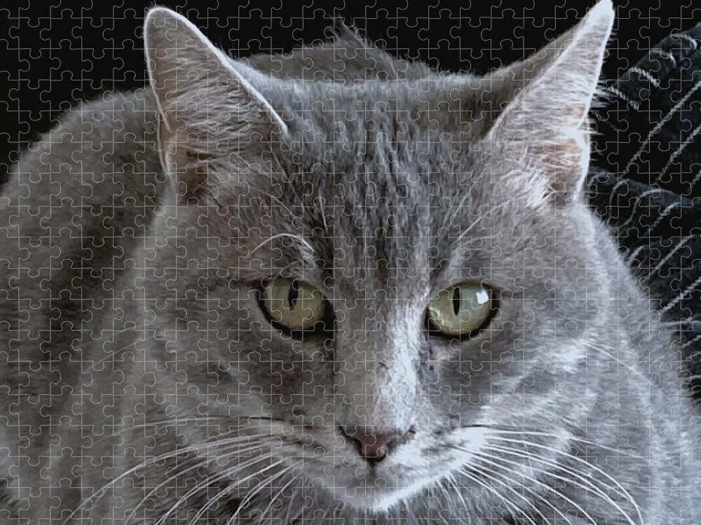 Cat Jigsaw Puzzle featuring the photograph Lady Grey by Rona Black