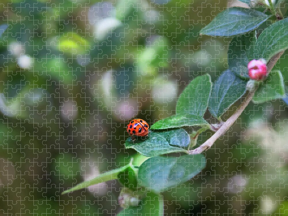 Ladybug Jigsaw Puzzle featuring the photograph Ladybug by MPhotographer