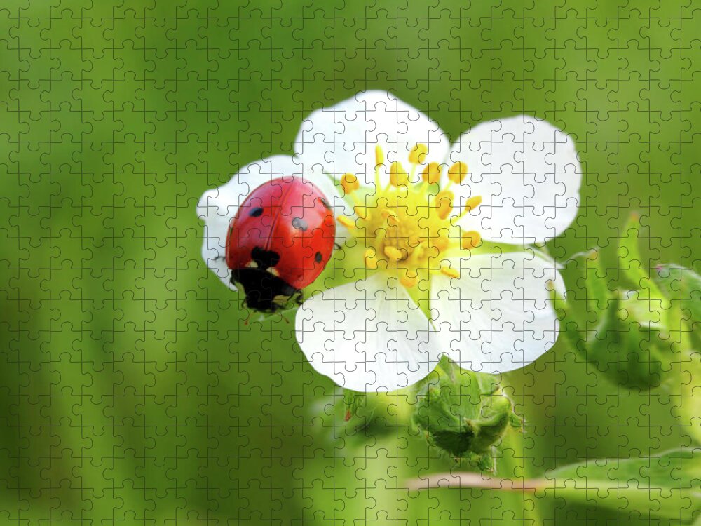 Ladybug Jigsaw Puzzle featuring the photograph Ladybug On White Flower Macro by Mikhail Kokhanchikov