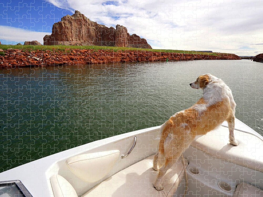 Dog In Boat Jigsaw Puzzle featuring the photograph Lake Powell Dog in Boat by Rick Wilking