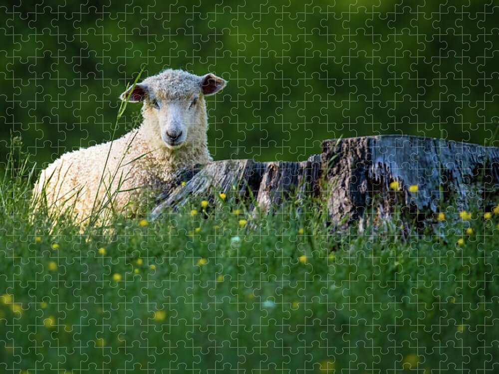 Lamb Jigsaw Puzzle featuring the photograph Lamb in a Meadow by Rachel Morrison