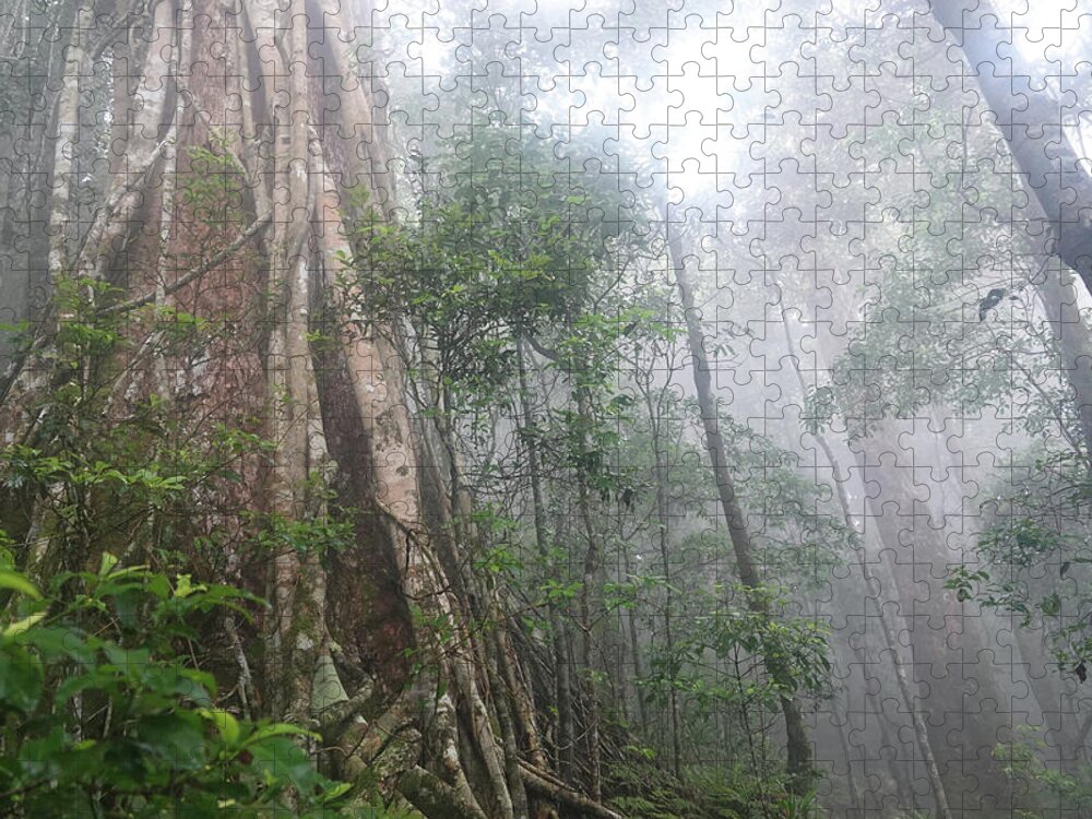 Rain Forest Jigsaw Puzzle featuring the photograph Lamington Rainforest by Maryse Jansen