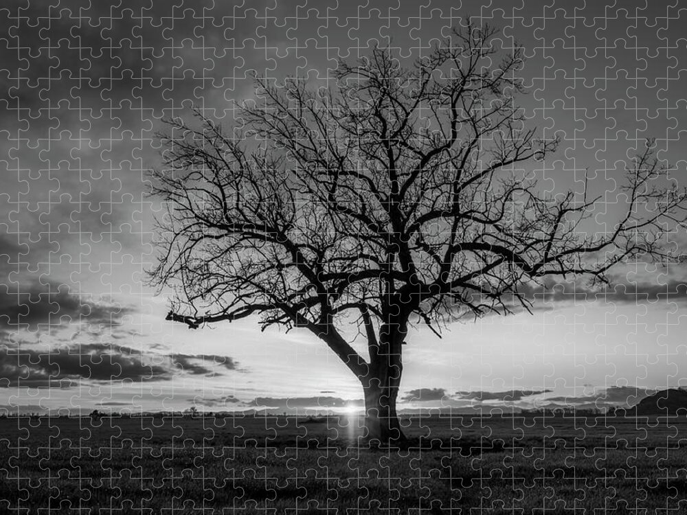 Tree Jigsaw Puzzle featuring the photograph Last Light by Catherine Avilez