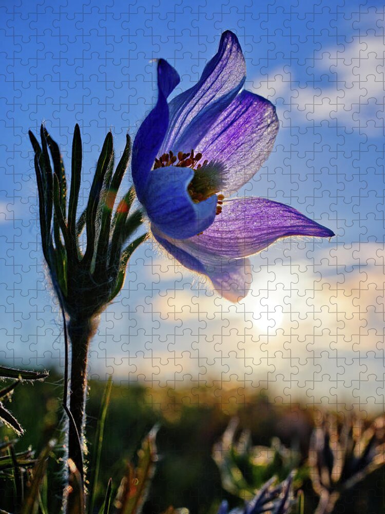 Prairie Crocus Jigsaw Puzzle featuring the photograph Late Bloomer - a very late-blooming prairie crocus on a ND coulee hill pasture by Peter Herman