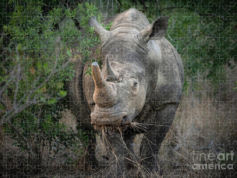 White Rhino Jigsaw Puzzle featuring the photograph Late Lunch by Jamie Pham