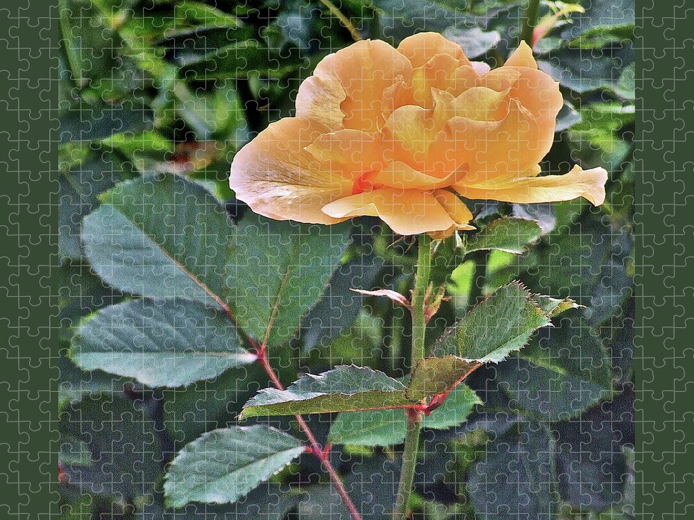Rose Jigsaw Puzzle featuring the photograph Late Summer Yellow Rose by Janis Senungetuk
