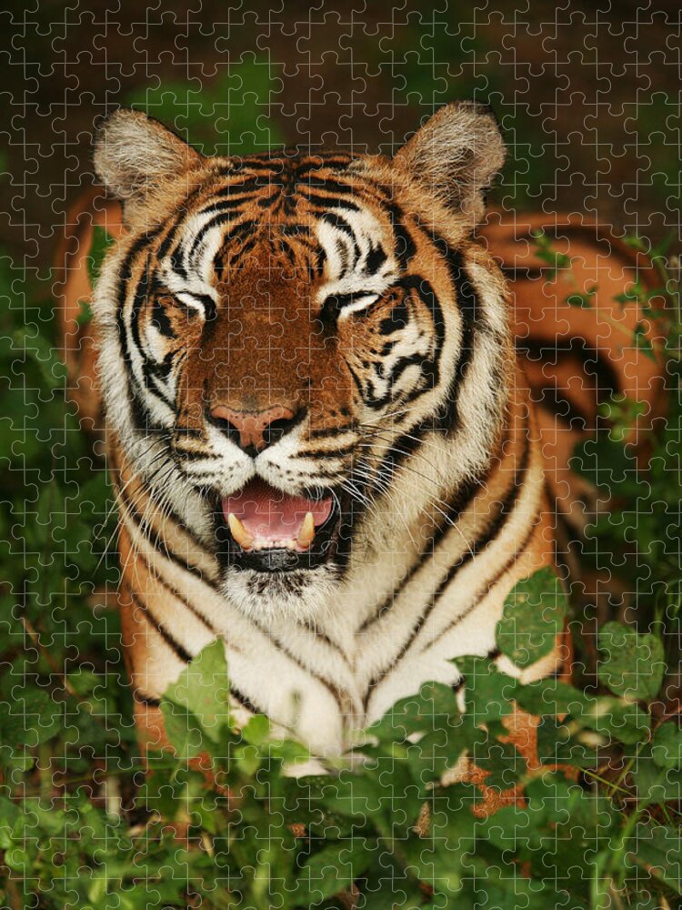 Tiger Jigsaw Puzzle featuring the photograph Laughing Tiger by Brad Barton
