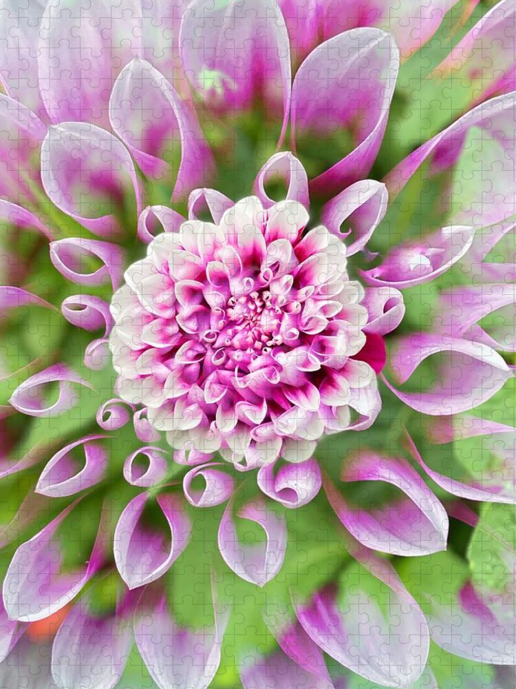 Dahlia Jigsaw Puzzle featuring the photograph Lavender and White Dahlia by Jerry Abbott